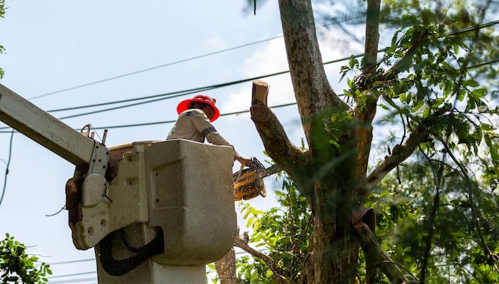 Wearing an orange safety hat, an Athens, Georgia tree care and maintenance worker cuts down branch