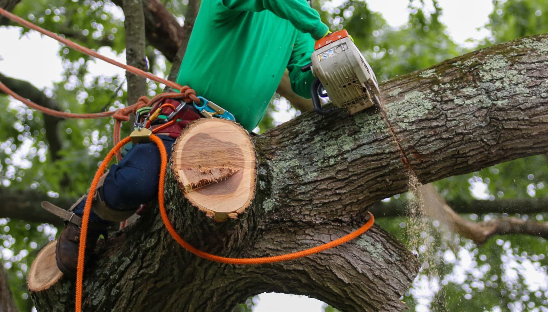 Professional tree removal services in Athens, Georgia by local contractor
