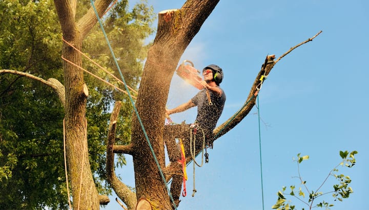 A tree removal expert using power drill in Athens, Georgia