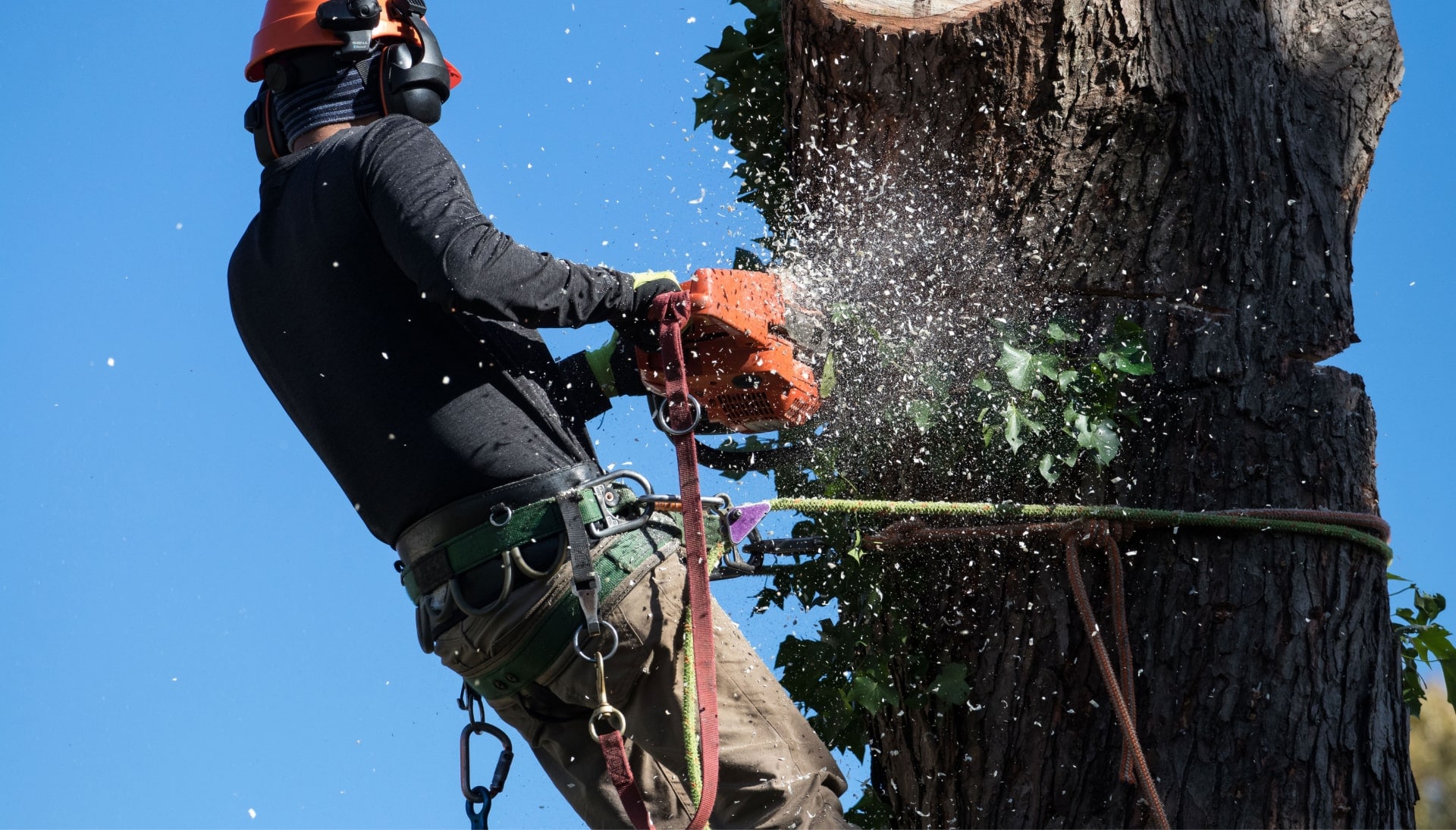 A local tree removal professional cutting down tree in Athens, Georgia on property