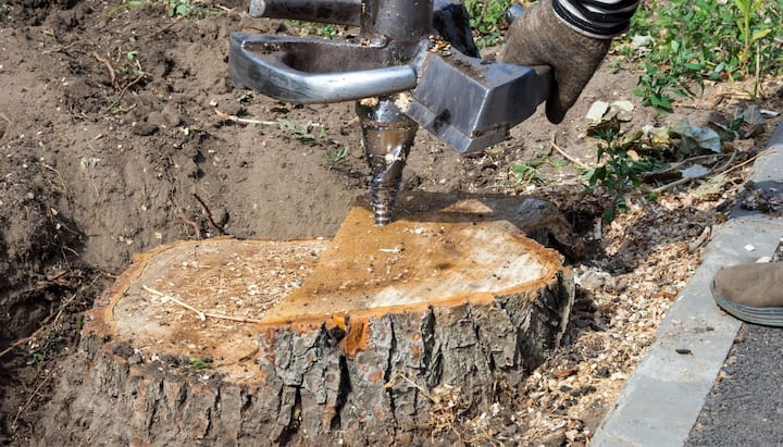 A tree stump removal professional working in Athens, Georgia.